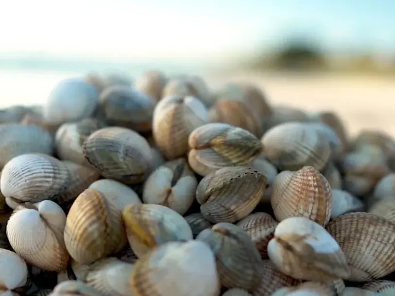 coquillage sur une plage